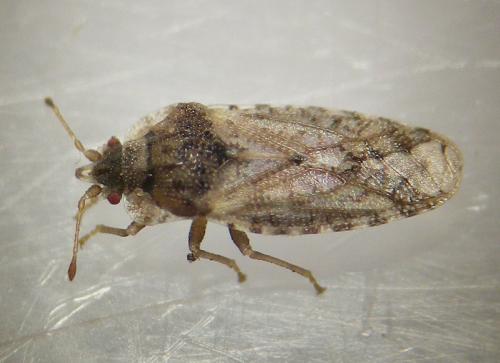 Parapiesma quadratum